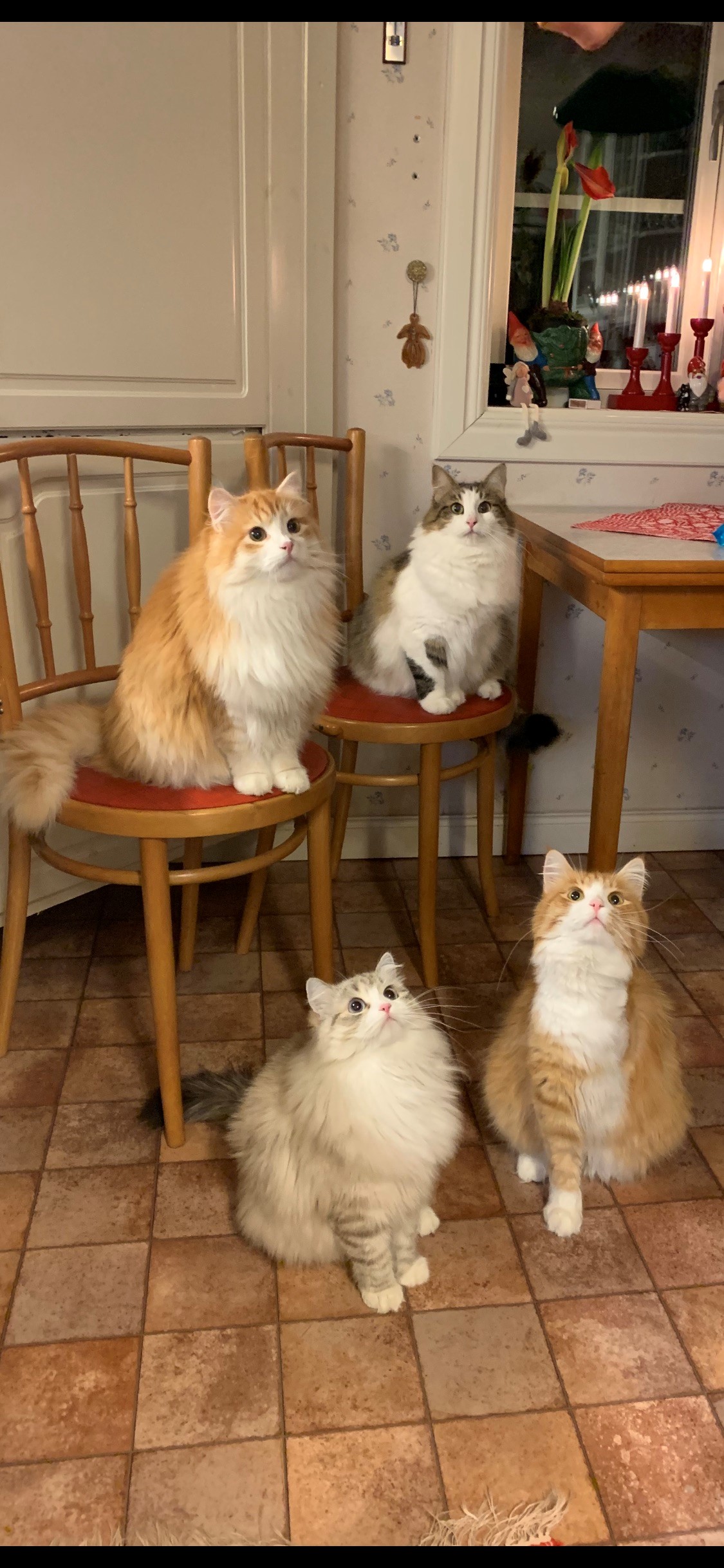 Sibirisk katt Gomes, Hubble, Ivan o Siri